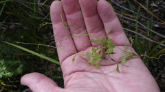 Actinotus omnifertilis
