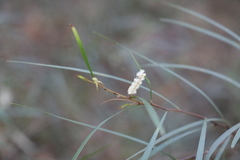 Acacia longissima