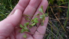Actinotus omnifertilis