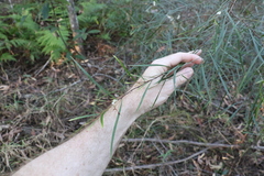 Acacia longissima