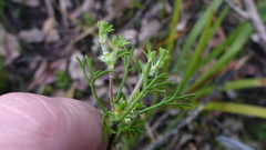 Actinotus glomeratus