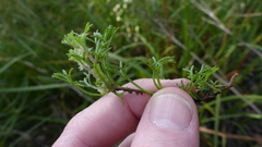 Actinotus glomeratus