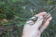 Acacia longissima