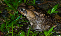 Rhinella horribilis