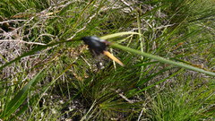 Mesomelaena tetragona