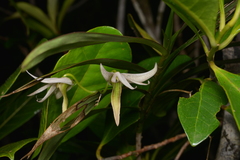 Dendrobium fractiflexum