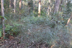 Acacia longissima