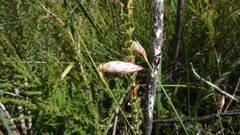 Johnsonia lupulina