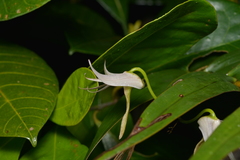Dendrobium fractiflexum