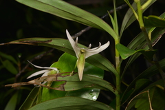 Dendrobium fractiflexum