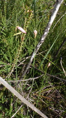 Johnsonia lupulina