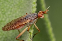 Dichetophora