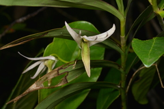 Dendrobium fractiflexum