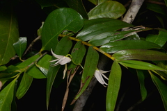 Dendrobium fractiflexum