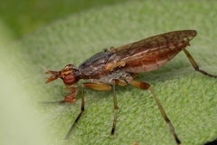 Dichetophora