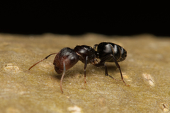 Camponotus mackayensis