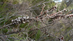 Melaleuca transversa