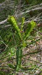 Melaleuca transversa