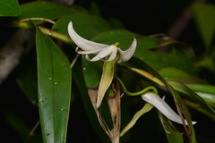 Dendrobium fractiflexum