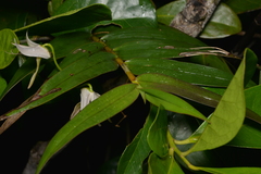 Dendrobium fractiflexum