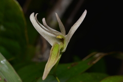 Dendrobium fractiflexum