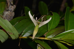 Dendrobium fractiflexum