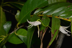 Dendrobium fractiflexum