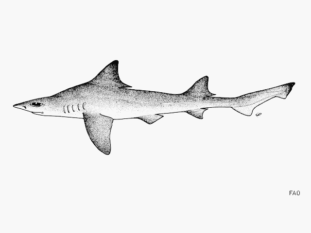 Bigeye Houndshark