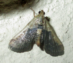 Zitha zonalis