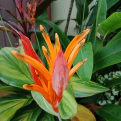 Heliconia psittacorum