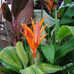 Heliconia psittacorum
