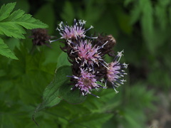Saussurea sessiliflora