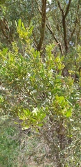 Acacia victoriae