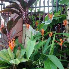 Heliconia psittacorum