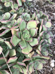 Aeonium haworthii