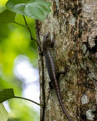 Dasia grisea