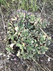 Aeonium haworthii
