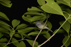 Gerygone flavolateralis