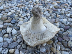 Tricholoma apium