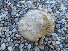 Tricholoma apium