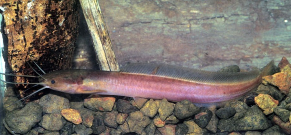 Rainforest airbreathing catfish (Clarias salae) — Clariidae
