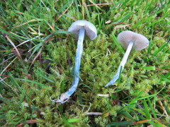 Stropharia pseudocyanea