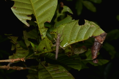 Canachus