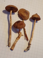 Cortinarius fulvescens