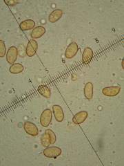 Cortinarius fulvescens