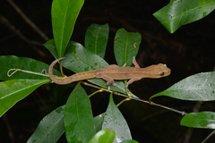 Bavayia septuiclavis