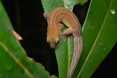 Bavayia septuiclavis