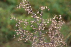 Artemisia scoparia