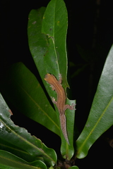 Bavayia septuiclavis