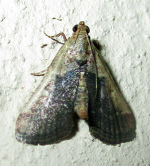 Zitha zonalis